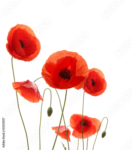 Isolated blooming poppy flowers on white background