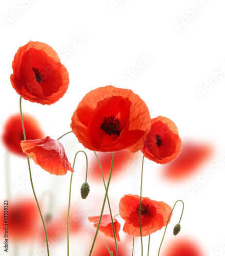 Isolated blooming poppy flowers on white background