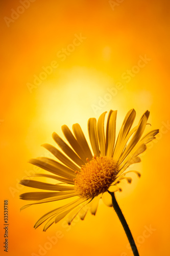 Fototapeta Naklejka Na Ścianę i Meble -  Arnica montana