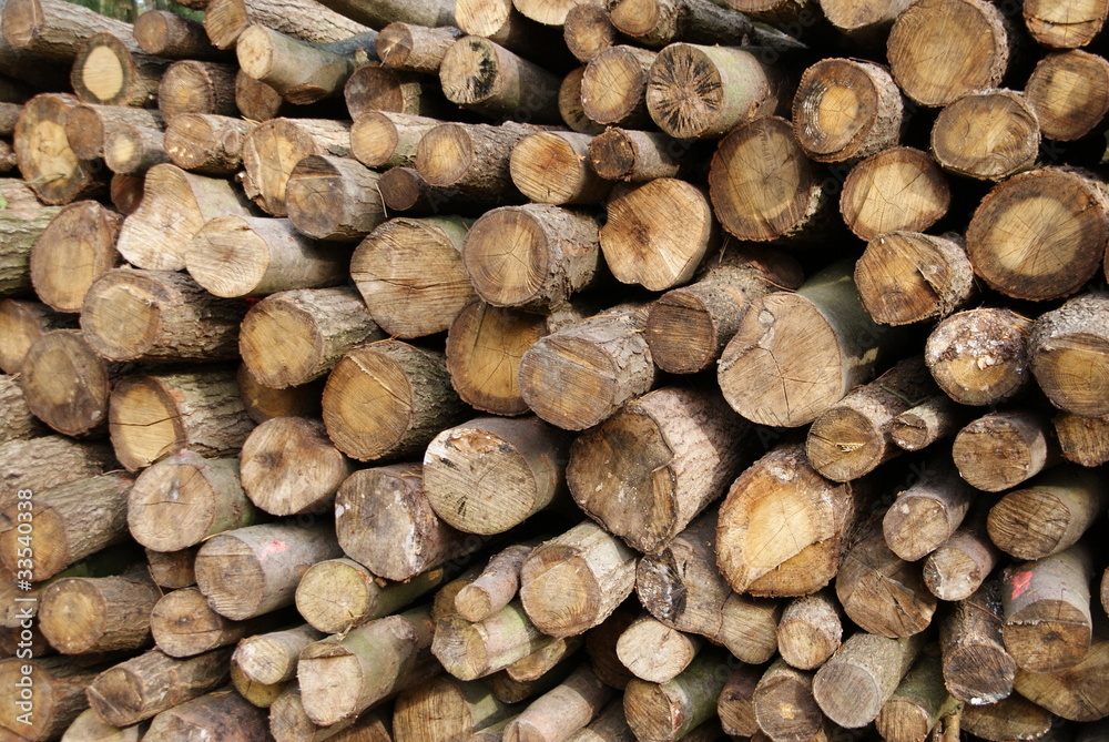Holz Holz