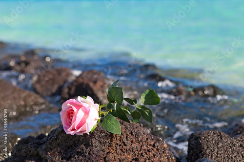 The rose lies on stones on the sea  background.