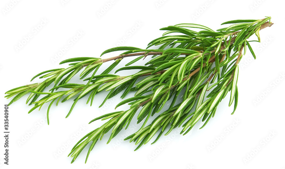 Fototapeta premium Branch of rosemary