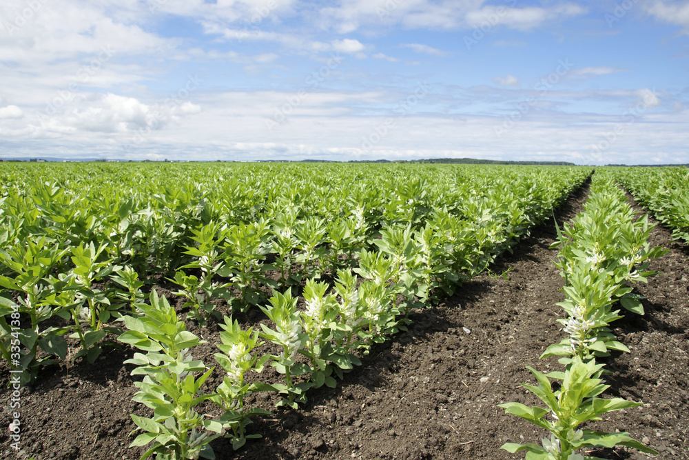 Rows of broad or fava bean on diagonal