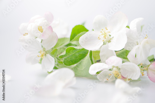 Cherry tree blossom on a white background