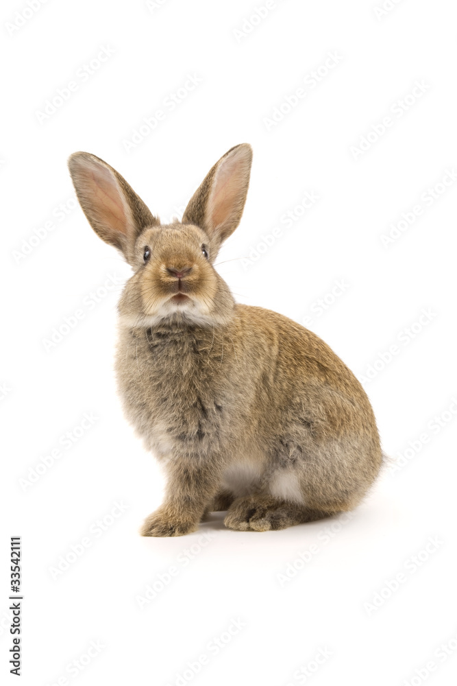 Fototapeta premium Adorable rabbit isolated on white