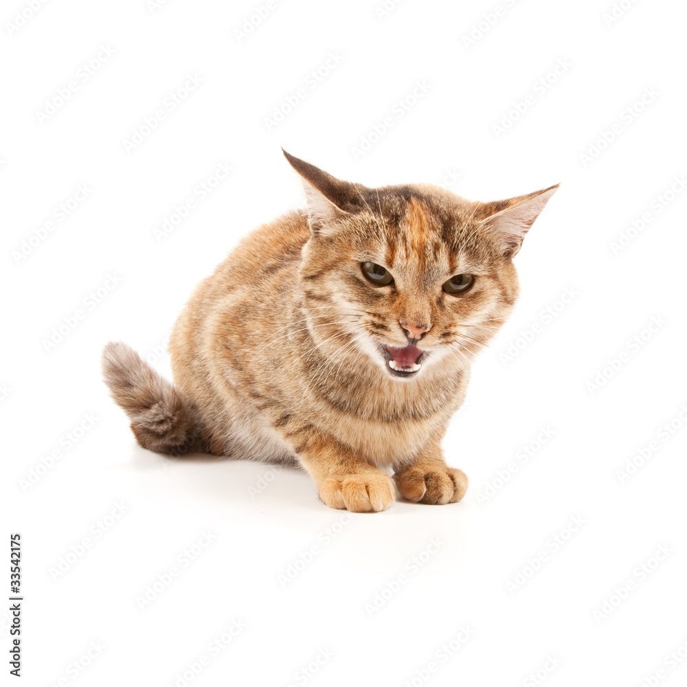 Angry cat Angry cat