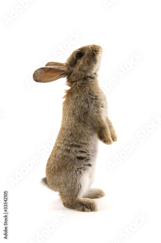 Adorable rabbit isolated on white photo