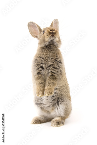 Adorable rabbit isolated on white