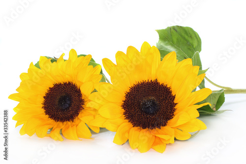 Fototapeta Naklejka Na Ścianę i Meble -  Sonnenblume