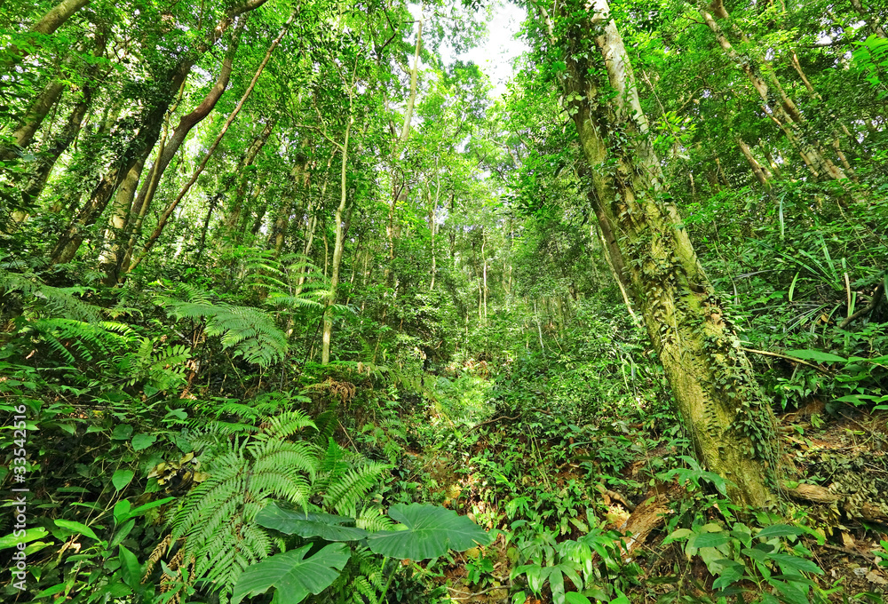 jungle jungle