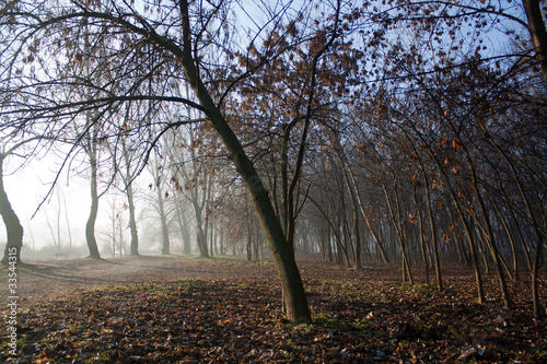 the morning fog in the forest