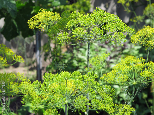 dill