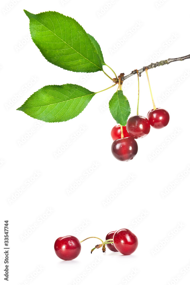 cherrys cherrys