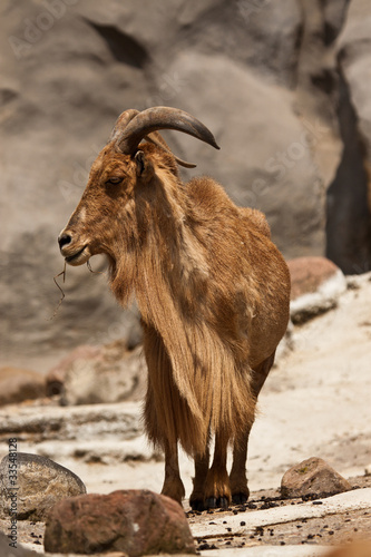 Mähenspringer (Ammotragus lervia) photo