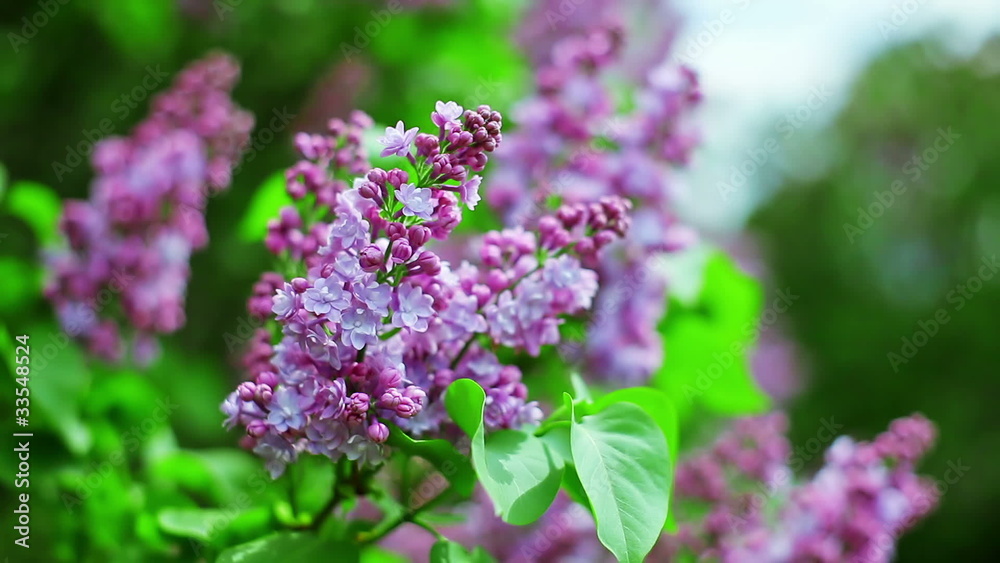 Close-up view of violet lilac flower with foliage bokeh Close-up view of violet lilac flower with foliage bokeh