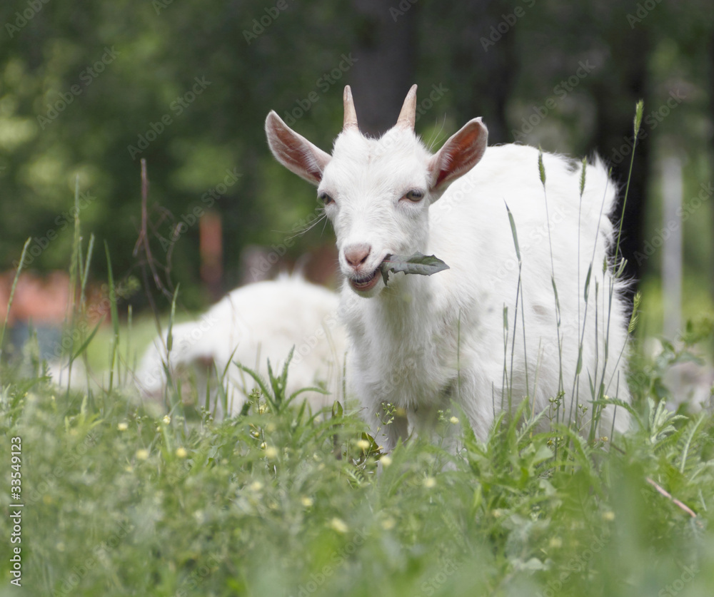 Obraz premium Kid on a meadow.