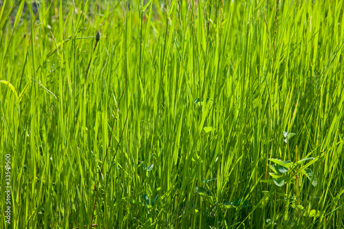 Spring grass texture in the sunlight 2