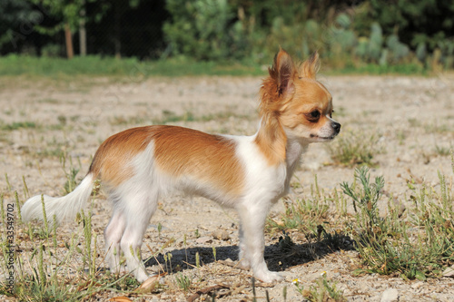 chiot chihuahua