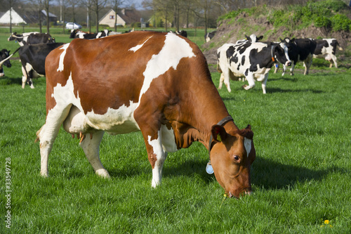 Dutch cows in landscape