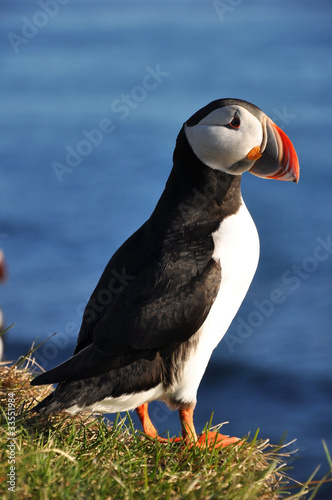 Canvas Print Puffin on a grassy cliff, Latrabjarg, north Iceland
