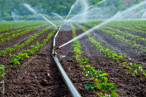 Agriculture water spray photo