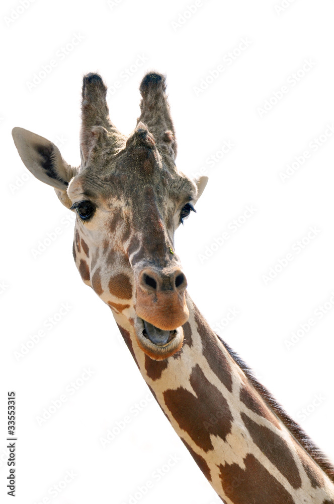 Fototapeta premium Giraffe