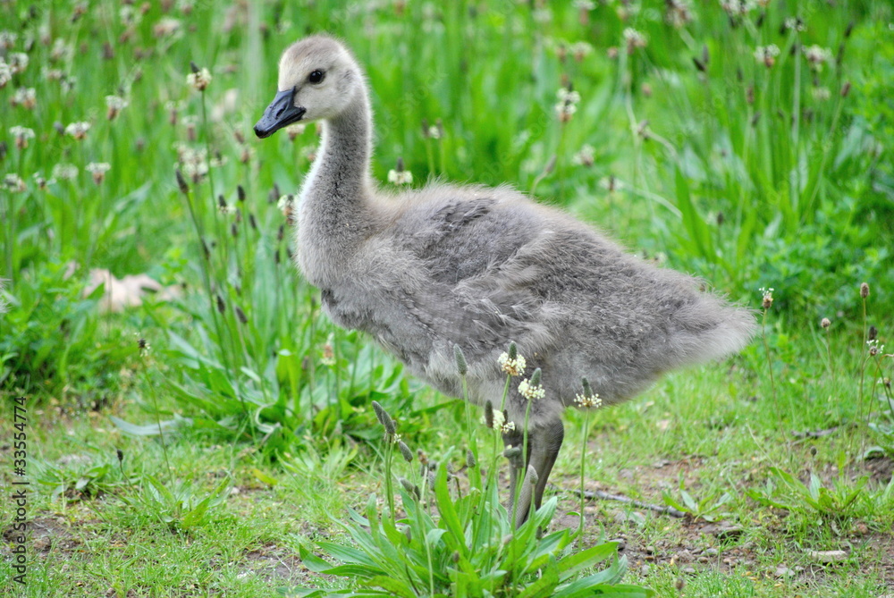 Baby Canadian Geese Baby Canadian Geese