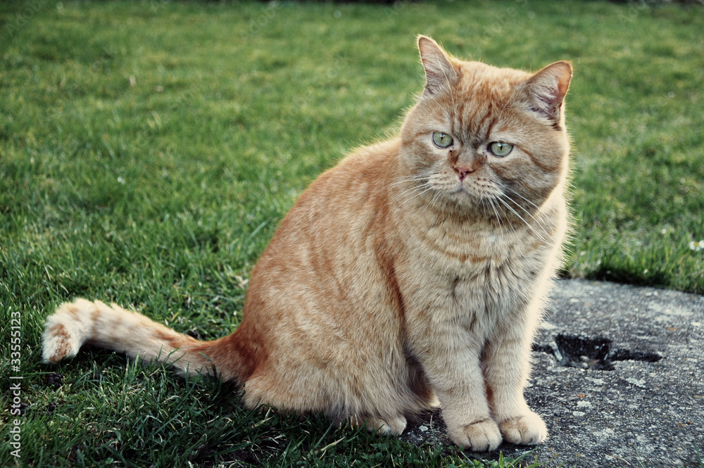 Portrait of persian cat 02