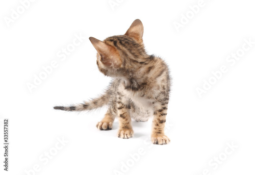 Bengal kitten isolated on white background