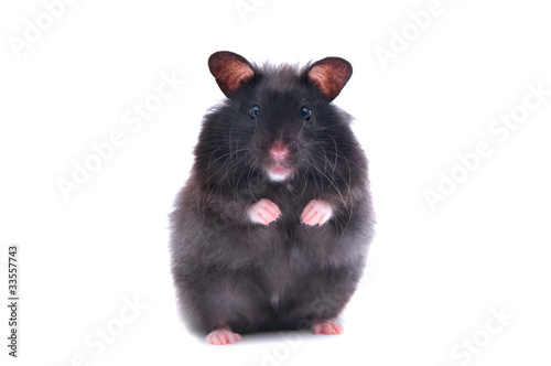 black hamster
