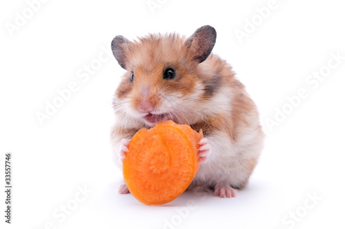 hamster isolated