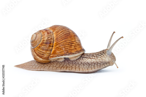 snail isolated on white