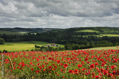 Poppy field in English countryside landscape