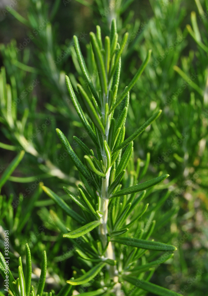 Obraz premium Romero 2