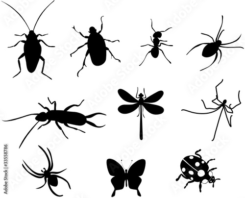 Insekten Vektor Set