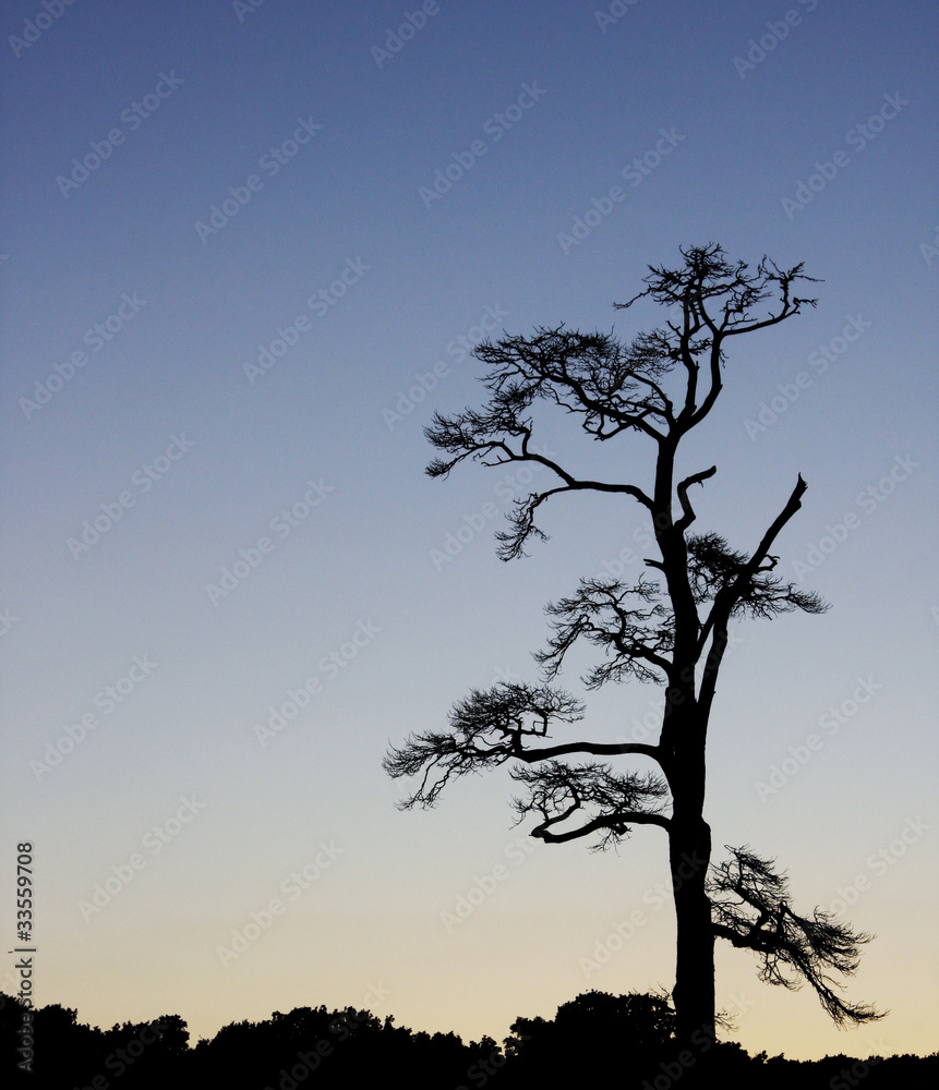 Stark Tree Silhouette in sunset