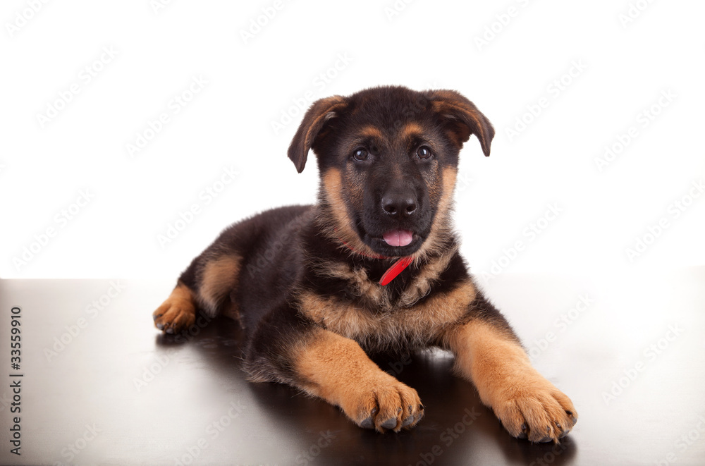 German Shepherd dog