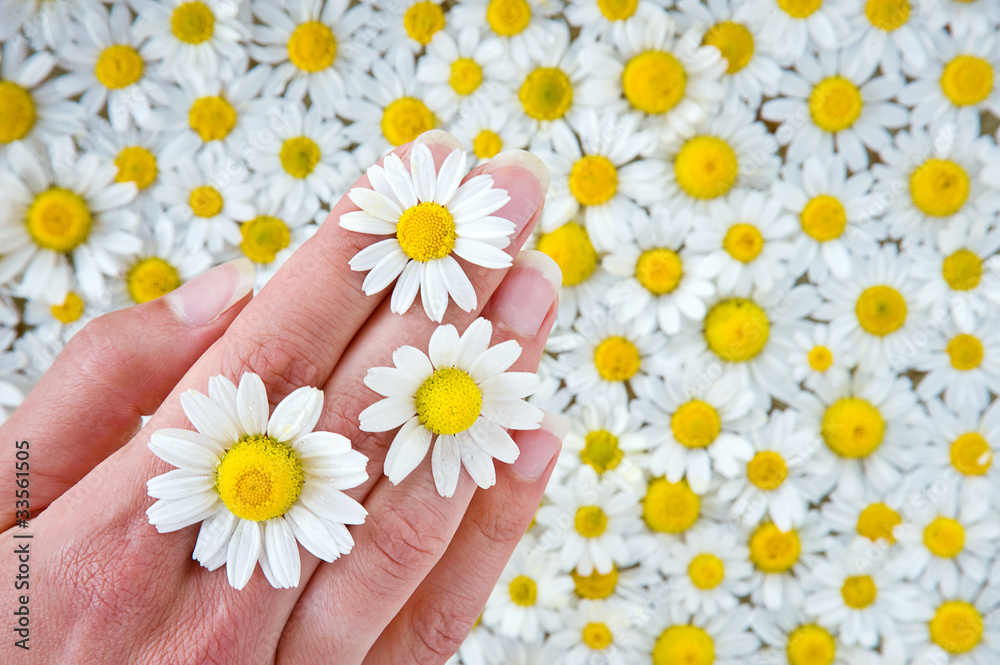 Female hand among camomile Female hand among camomile