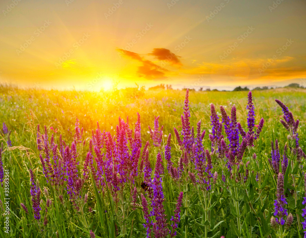 Obraz premium Summer scene in steppe