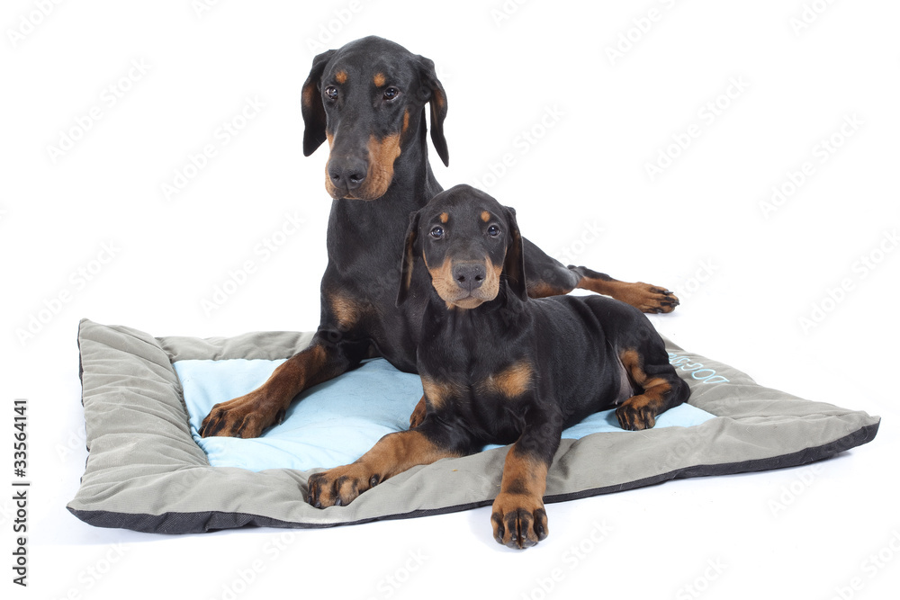 two beautiful dogs dobermann on the carpet