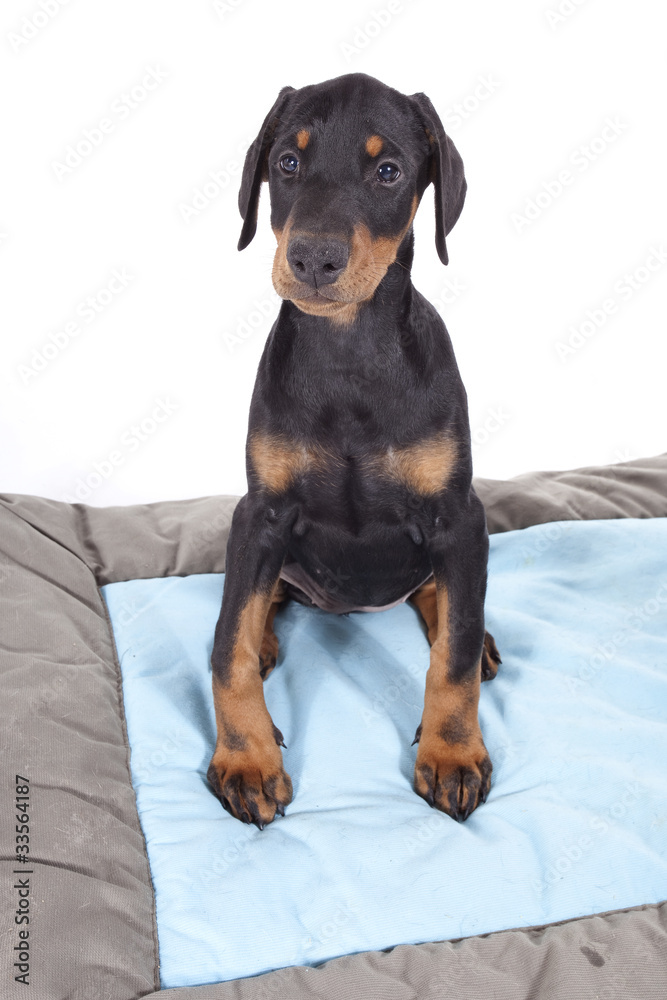 les grosses pattes du jeune dobermann les grosses pattes du jeune dobermann
