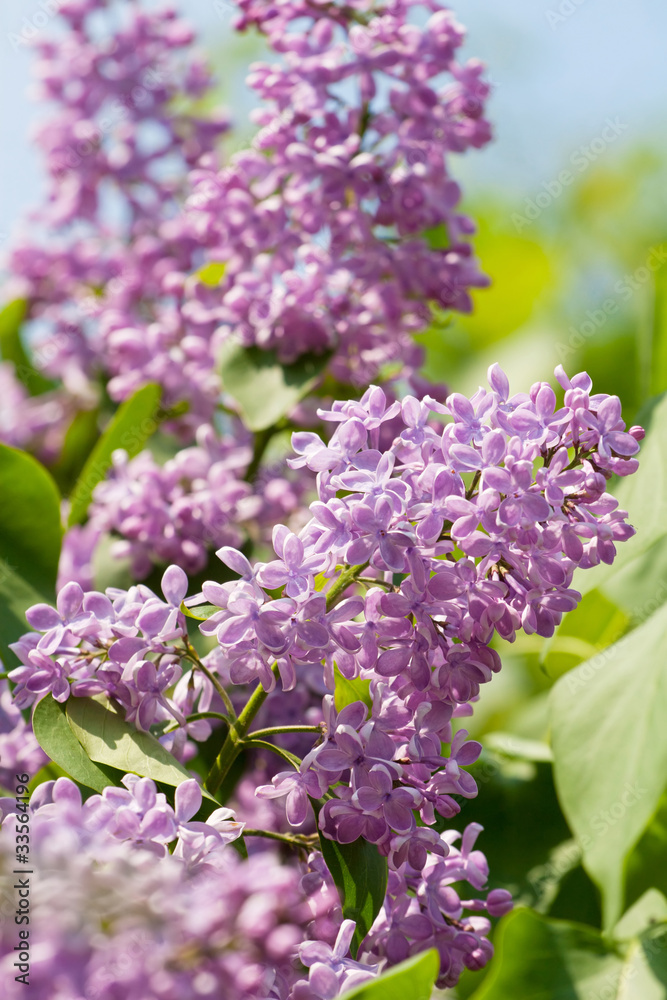 Green branch with spring lilac flowers Green branch with spring lilac flowers