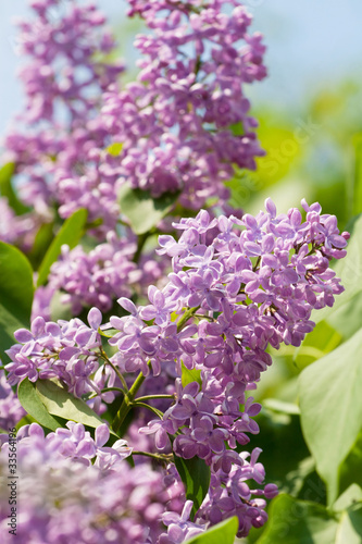 Green branch with spring lilac flowers