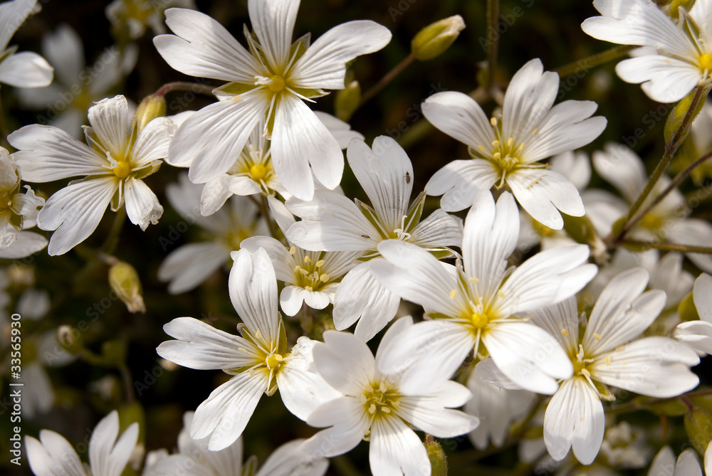 Fototapeta premium Wild flowers