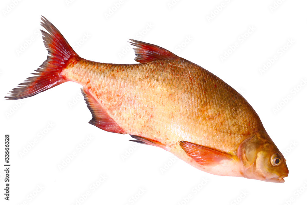Obraz premium big fat carp,isolated on white background