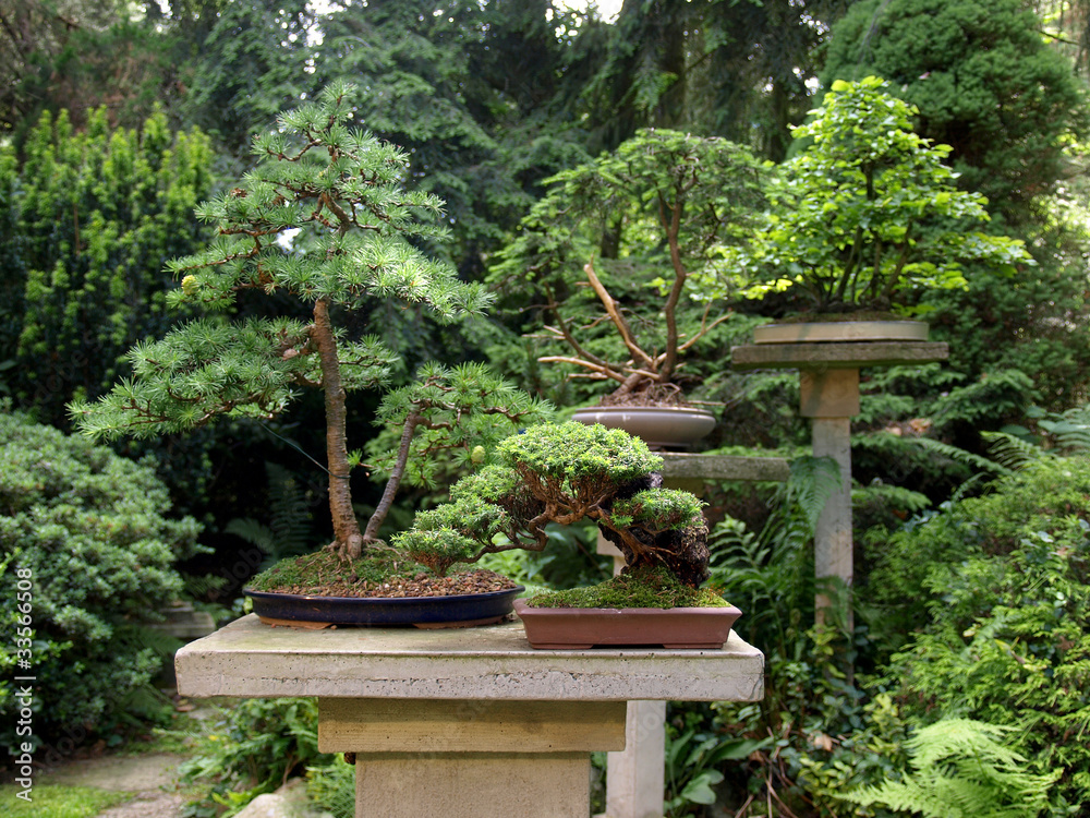 Bonsai - Garten Stock Photo | Adobe Stock