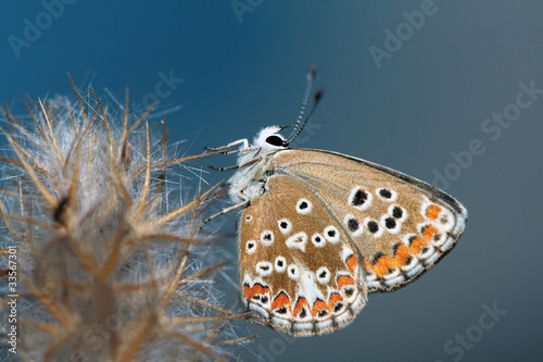 Mariposa, plebejus aricia cramera