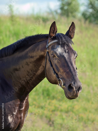 wondeful  black stallion in field © anakondasp