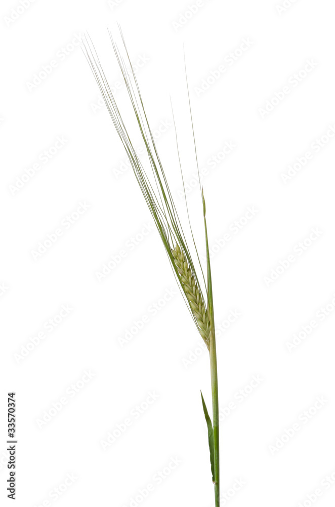 Gerste, Barley Gerste, Barley