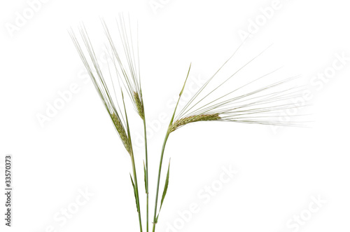 Gerste  Barley